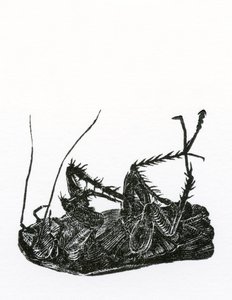 Barata morta, 2014, (gravura em madeira sobre papel)